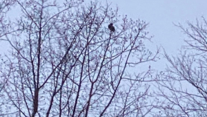 Illustration : "Un chaton se retrouve coincé en haut d’un arbre pendant 3 jours, après avoir été poursuivi par un chien (vidéo)"