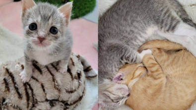 Illustration : 2 chatons rescapés nouent une amitié solide et attendrissante dans leur maison d’accueil