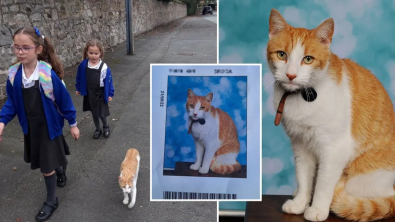 Illustration : "Un chat espiègle décide de faire de l'école sa seconde maison au plus grand étonnement de ses maîtres"