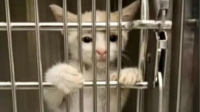 Illustration : "Prêt à tout pour être adopté, ce chaton handicapé parvient à s'agripper aux barreaux de sa cage"