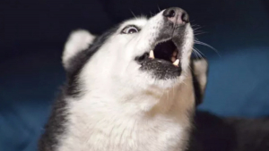 Illustration : "16 photos de chiens qui ont bien l'intention de capter votre attention en donnant de la voix"