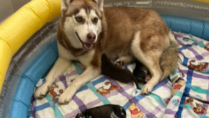 Illustration : "Ils adoptent une chienne et se retrouvent avec 5 chiots supplémentaires, car elle était enceinte"