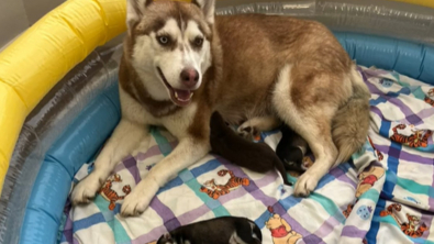 Illustration : "Ils adoptent une chienne et se retrouvent avec 5 chiots supplémentaires, car elle était enceinte"