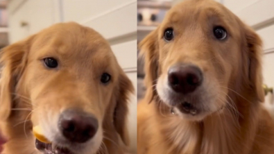 Illustration : "Ce chien fait une drôle de tête quand il croque dans une pomme pour la première fois de sa vie"