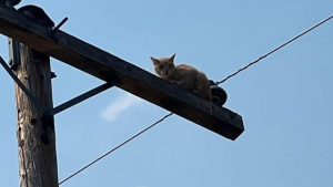 Illustration : "Un chat bloqué au sommet d’un poteau électrique mobilise pompiers et compagnie d’électricité"