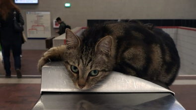 Illustration : "Une chatte très sociable se rend quotidiennement dans une station de RER et embellit la journée de tous"