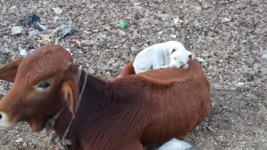 Illustration : "Un chien errant trouve le réconfort sur le dos d'une vache et entame une sieste"