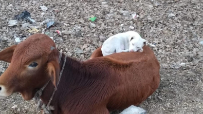 Illustration : Un chien errant trouve le réconfort sur le dos d'une vache et entame une sieste