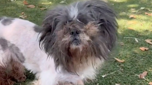 Illustration : "L’incompréhension face à une chienne renvoyée au refuge 10 ans après sa première adoption (vidéo)"