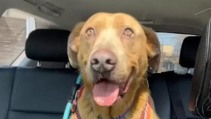 Illustration : "Près de 5 ans après la disparition de son chien lors d'un road trip, un homme s'obstine à continuer d'espérer le revoir"