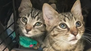 Illustration : "2 chatons arrachés à l'errance apprennent à faire confiance grâce à l'amour d'une bénévole et de ses chats"