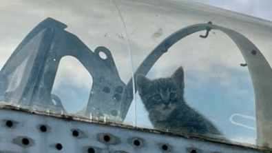 Illustration : "Une chatte gestante s’installe dans le cockpit d’un avion pour donner naissance à ses chatons"