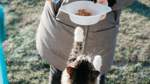 Illustration : "Sa voisine nourrissait son chat, elle la poursuit en justice et obtient 1200 euros"