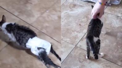 Illustration : "Une chatte paralysée surprend ses bienfaiteurs, qui tentaient de l’aider à marcher (vidéo)"
