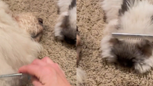 Illustration : "Moment de douceur entre ce chien et ce lapin, qui aiment se faire brosser ensemble par leur maîtresse (vidéo)"