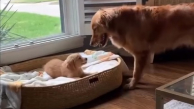 Illustration : "L'arrivée d'un chiot change l'état d'esprit d'une Golden Retriever et fait naître une magnifique amitié (vidéo)"
