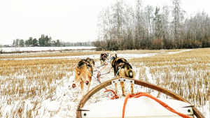 Illustration : "À cause du réchauffement climatique, des éleveurs au Groenland craignent la disparition des chiens de traîneau"