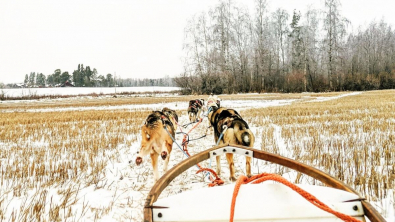 Illustration : "À cause du réchauffement climatique, des éleveurs au Groenland craignent la disparition des chiens de traîneau"