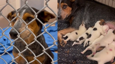 Illustration : "« 9 vies sauvées au total » : une bienfaitrice accueille une chienne de refuge chez elle pour lui offrir de meilleures conditions d’accouchement"