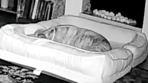 Illustration : "Une chienne intelligente réaménage le salon de ses maîtres pour se créer son propre lit double"