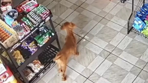 Illustration : "Un chien malicieux se faufile discrètement dans une boutique et repart avec un encas (vidéo)"