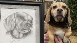 Illustration : "Un appel à l'amour pour Abby, chienne séniore abandonnée avec son portrait"