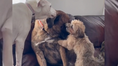 Illustration : "Le lien unique entre des chiens attentionnés et leur ami Mastiff l'aide à surmonter ses peurs (vidéo)"