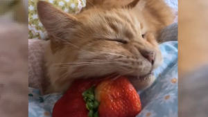 Illustration : "Ce chat roux a conquis TikTok avec son étonnante passion pour les fraises (vidéo)"