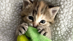 Illustration : "Quand l'amour d'un chaton pour les jouets en peluche l'aide à surmonter sa solitude"