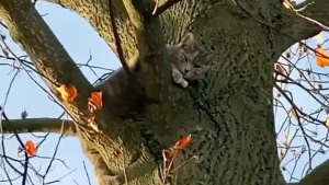 Illustration : "Une promenade ordinaire se transforme en mission de sauvetage pour un chat coincé dans un arbre"