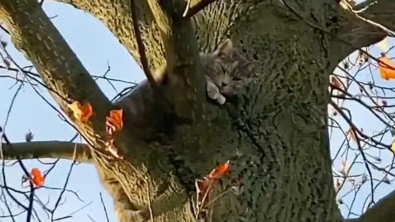 Illustration : "Une promenade ordinaire se transforme en mission de sauvetage pour un chat coincé dans un arbre"