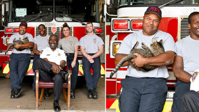 Illustration : "Ce chat étonnant élie domicile au sein d’une caserne de pompiers "