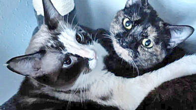 Illustration : "2 chattes inséparables espéraient retrouver l'amour 6 mois après une première adoption ratée"