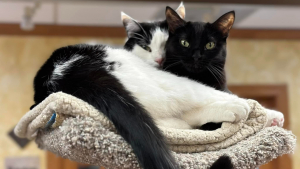 Illustration : "Un refuge partage les hauts et les bas de l’histoire d’amour entre 2 chats sauvés d’une maison surpeuplée"