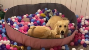 Illustration : "Cette chienne a gardé son âme de chiot : elle s’amuse toujours autant dans sa piscine à balles "