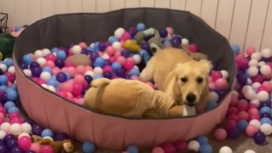 Illustration : "Cette chienne a gardé son âme de chiot : elle s’amuse toujours autant dans sa piscine à balles "