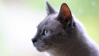 Illustration : "9 stéréotypes communs au sujet des chats passés à la loupe"