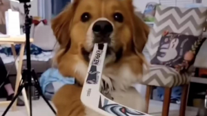 Illustration : "Un chien fait sensation sur les réseaux sociaux en affichant ses talents de hockeyeur (vidéo)"