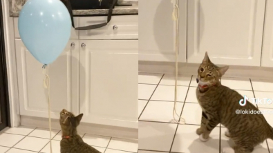 Illustration : "Depuis qu’on lui a offert un ballon de baudruche, ce chat ne le lâche plus ! (vidéo)"