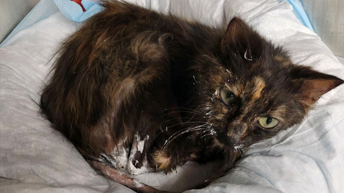 La métamorphose impressionnante de Lena, chatte malade dont les chances de survie semblaient minces