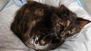 Illustration : "La métamorphose impressionnante de Lena, chatte malade dont les chances de survie semblaient minces"
