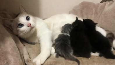 Illustration : "Une chatte ayant eu 3 bébés adopte 2 chatons pour aider une maman n’ayant pas assez de lait pour sa portée de 6"