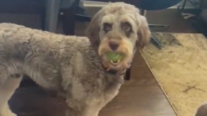Illustration : "Le dur dilemme d’un chien qui doit laisser tomber sa balle s’il veut manger sa friandise (vidéo) "