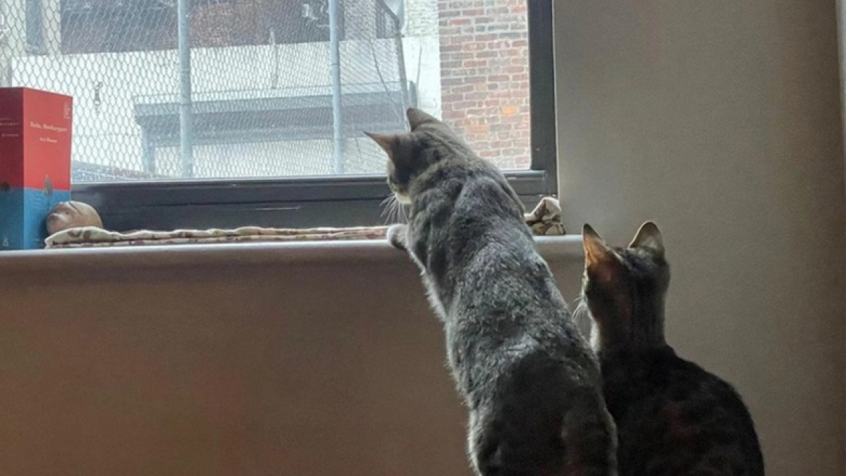 Malgré sa cécité, cette chatte adore "regarder" les oiseaux avec son