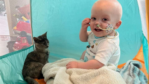 Illustration : "Bingo, la chatte qui a aidé un petit garçon à combattre sa leucémie"