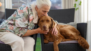 Illustration : "Ce chien maltraité croyait enfin au bonheur, quand il a été touché par une grave maladie"