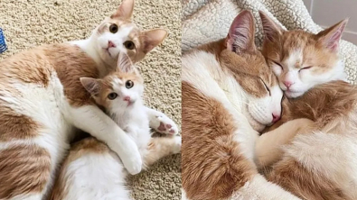 Illustration : Ces deux chats handicapés deviennent les meilleurs amis du monde grâce à leur sauveuse 