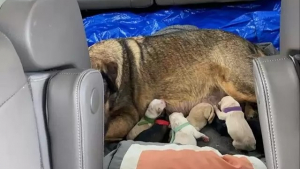 Illustration : "Une voiture transformée en maternité pour permettre à une chienne d'accoucher en pleine tempête"