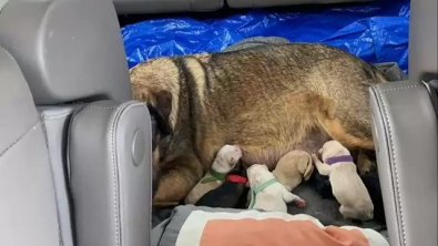 Illustration : "Une voiture transformée en maternité pour permettre à une chienne d'accoucher en pleine tempête"