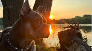 Illustration : "10 photos illustrant le charme pétillant des Bouledogues Français "